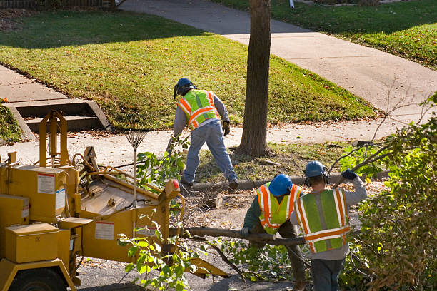 Best Tree Removal Services  in Rantoul, IL